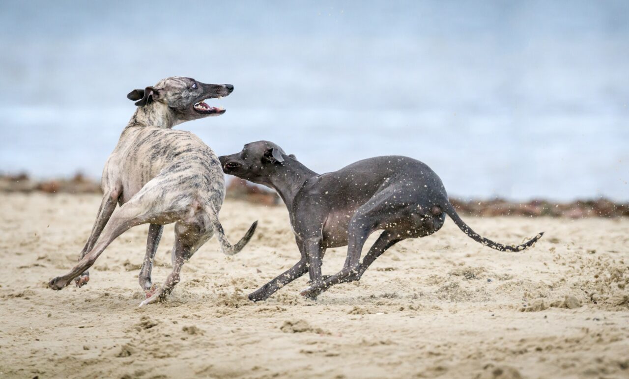 Was sind Greyhounds Wetten? Glossar