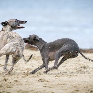 Was sind Greyhounds Wetten? Glossar